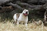 BOULEDOGUE AMERICAIN 092